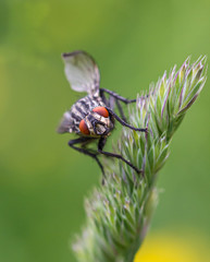 Macro of a fly (brachycera) on a blade of grass with beautiful blurred bokeh background; pesticide free environmental protection concept;