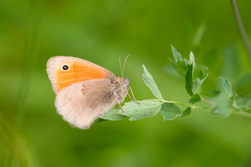 Macro of a small heath butterfly (coenonympha pamphilus) in alpine meadow with blurred bokeh background; pesticide free environmental protection biodiversity concept;