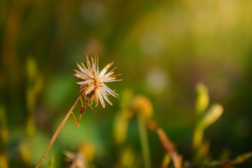 floral summer spring background conceptual. close up on flowers against blurry background. soft focus. free copy space. colourful artisitic images