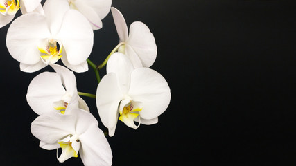 Fototapeta na wymiar Sprig of white orchids on luxury black background. 16x9 banner.