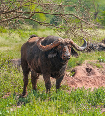 Fototapeta na wymiar Wild buffalo facing camera