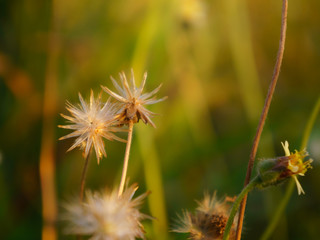 floral summer spring background conceptual. close up on flowers against blurry background. soft focus. free copy space. colourful artisitic images