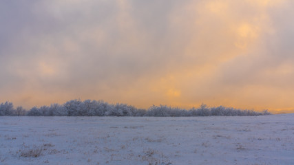 Icy trees in a snowy field at sunset