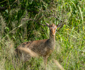 Portrait of Kirk's dik-dik Tanzania