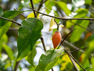 Close up rip Spanish Cherry fruit, Tanjong tree or Bullet wood.