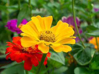 Macro of Zinnia flower