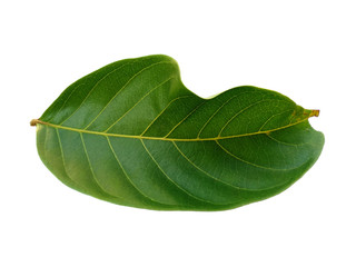 Obraz premium Nephelium lappaceum leaves or rambutan leaf on white background. Green leaf isolated on white background.