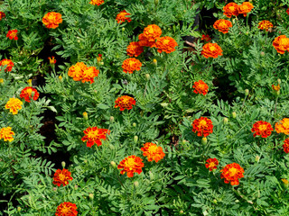 The french marigolds flower