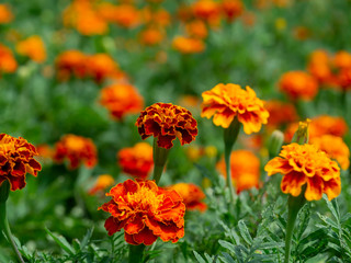 The french marigolds flower