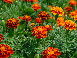 The french marigolds flower