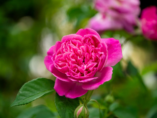 Close up of Pink Rose flower