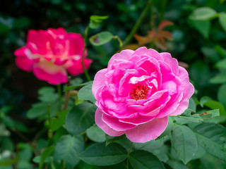 Close up of Pink Rose flower