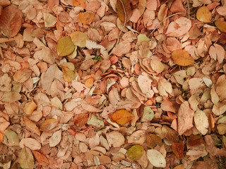 Dry leaf background in the autumn season