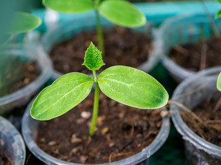 Close up Seedlings of Butternut Squash.