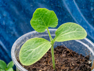 Close up Seedlings of Butternut Squash.