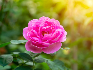 Close up of Pink Rose flower