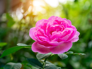 Close up of Pink Rose flower