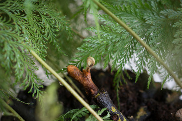 Green leaves and plants