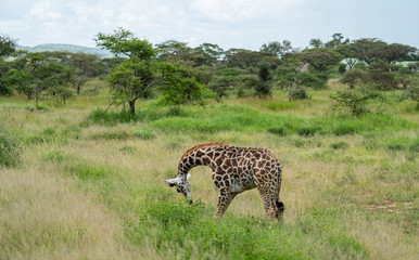 Wild girafe in the wild bush safari savannah
