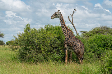 Wild girafe in the wild bush safari savannah
