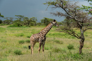 Wild girafe in the wild bush safari savannah