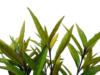 Green leaf or green leaves on white background. Justicia Fragilis leaf or justicia gendarussa leaves Isolated on white background.