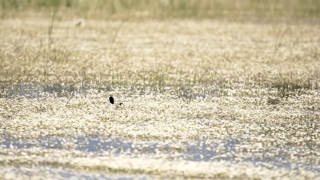 Eurasian coot Fulica atra in flowered lake surface. Also known as the common coot, or Australian coot, is a member of the rail and crake bird family, the Rallidae. Flower reed and freshwater plants 4K