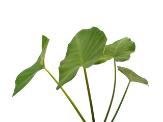 Eddoe leaves or wild taro leaf on white background. Green leaf isolated on white background.