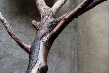 Old dead wood wet by the rain