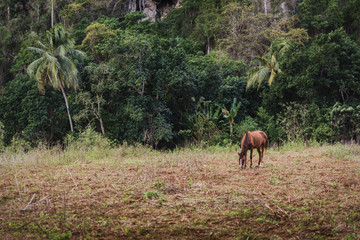 Obraz na płótnie Canvas A horse eating in a field next to the mountains in Cuba. 