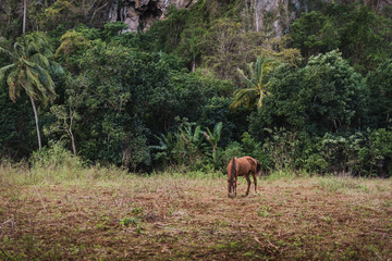 Naklejka na ściany i meble A horse eating in a field next to the mountains in Cuba. 