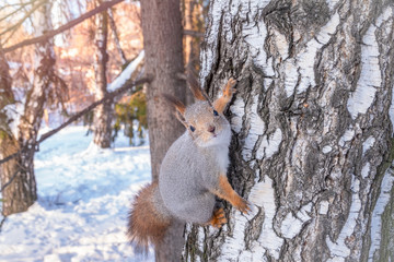 Squirrel creeps on a birch in the winter