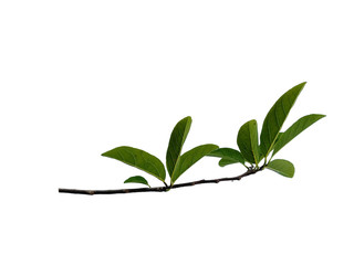 Tree with green leaves. The name of the plant is Annona squamosa. Sugar apple leaf on white background.