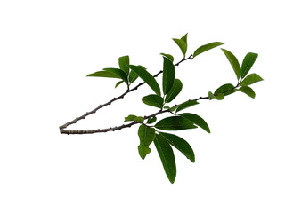 Tree with green leaves. The name of the plant is Annona squamosa. Sugar apple leaf on white background.
