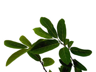 Tree with green leaves. The name of the plant is Annona squamosa. Sugar apple leaf on white background.