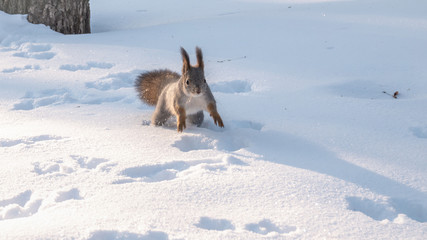 Squirrel quickly runs through the white snow.