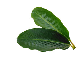 Red Ginger leaves or Alpinia purpurata leaf on white background. Green leaf isolated on white background.