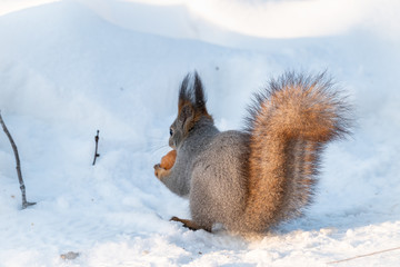 A rear view of a squirrel in grey winter coat against the snow background. The magnificent tail of a squirrel. © Dmitrii Potashkin
