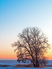 tree at sunset in winter