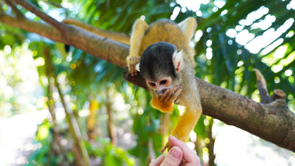 A cute little squirrel monkey sits upside down in the jungle on a branch and eats from human hands. fluffy saimiri monkey on a background of green foliage. funny portrait. Ishigaki, Japan