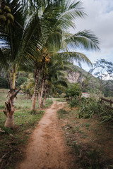 Fototapeta na wymiar A path with palm trees in Vinales, Cuba. 