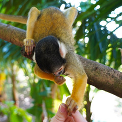 A cute little squirrel monkey sits upside down in the jungle on a branch and eats from human hands. fluffy saimiri monkey on a background of green foliage. funny portrait. Ishigaki, Japan