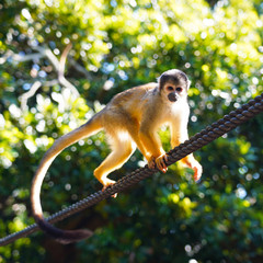 Naklejka na ściany i meble Closeup portrait of a cute sammiri monkey in a nature park on the tropical Japanese island of Ishigaki Okinawa