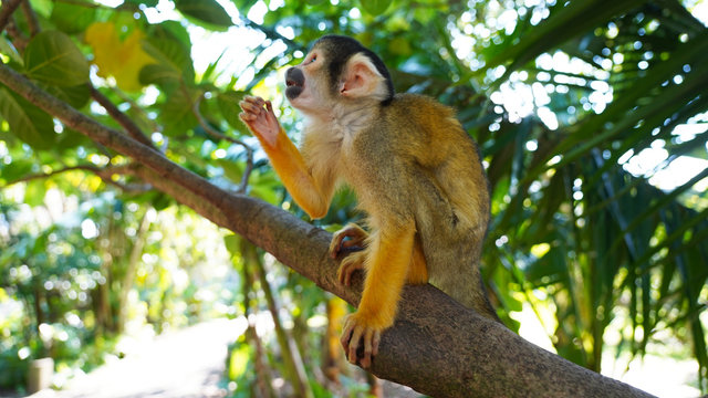 Closeup portrait of a cute sammiri monkey in a nature park on the tropical Japanese island of Ishigaki Okinawa