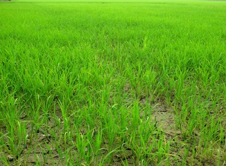 Rice plant that is 1 month old.
