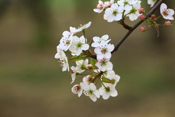 Pear flower blooming