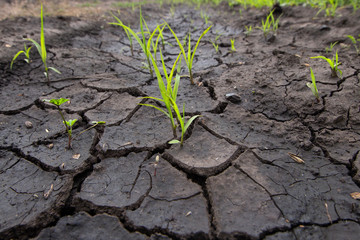 Global warming drought. Creative cracks in the ground