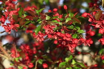 Chinese flowering crab-apple blooming