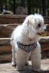 Little white dog looking around on rock