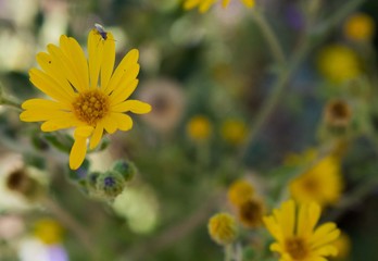 yellow flowers in garden